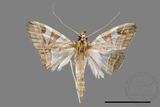 ǦW:Glyphodes itysalis