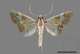 ǦW:Glyphodes itysalis