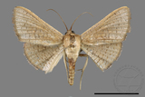 ǦW:Banisia owadai