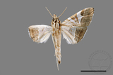 ǦW:Glyphodes itysalis