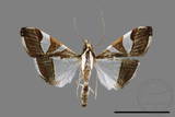 ǦW:Glyphodes itysalis