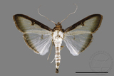 ǦW:Sisyrophora pfeifferae