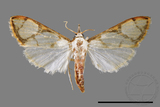 ǦW:Cirrhochrista fuscusa