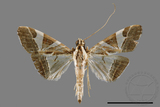 ǦW:Glyphodes itysalis