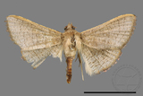 ǦW:Banisia owadai