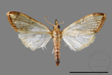 ǦW:Cirrhochrista fuscusa