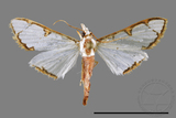 ǦW:Cirrhochrista spinuella