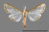 ǦW:Cirrhochrista spinuella