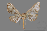 ǦW:Hypolamprus sp.