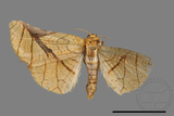 ǦW:Pyralioides aurea