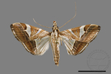 ǦW:Glyphodes itysalis