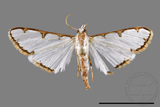 ǦW:Cirrhochrista spinuella