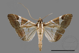 ǦW:Glyphodes itysalis