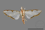 ǦW:Cirrhochrista spinuella