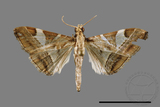 ǦW:Glyphodes itysalis