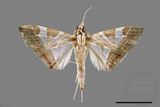 ǦW:Glyphodes itysalis