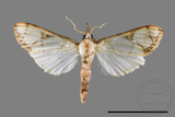 ǦW:Cirrhochrista fuscusa