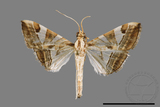 ǦW:Glyphodes itysalis