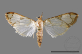 ǦW:Cirrhochrista fuscusa