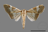 ǦW:Glyphodes itysalis