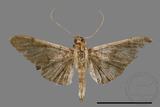 ئW:ŲwCrambidae