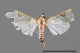 ǦW:Cirrhochrista fuscusa