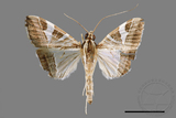 ǦW:Glyphodes itysalis