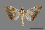 ǦW:Glyphodes itysalis