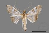 ǦW:Glyphodes itysalis