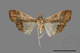 ǦW:Maruca vitrata