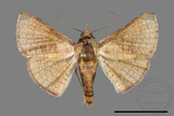 ǦW:Banisia owadai