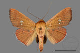 ǦW:Banisia fenestrifera