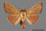 ǦW:Banisia fenestrifera