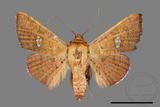 ǦW:Banisia fenestrifera