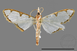 ǦW:Cirrhochrista spinuella