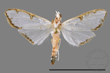 ǦW:Cirrhochrista spinuella