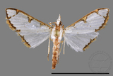 ǦW:Cirrhochrista spinuella