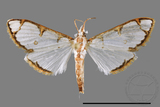 ǦW:Cirrhochrista spinuella