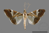 ǦW:Glyphodes itysalis