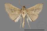 ǦW:Banisia owadai