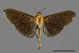 ǦW:Filodes fulvidorsalis