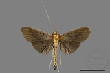 ǦW:Filodes fulvidorsalis