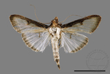 ǦW:Sisyrophora pfeifferae