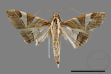 ǦW:Glyphodes itysalis