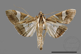 ǦW:Glyphodes itysalis