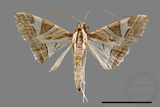 ǦW:Glyphodes itysalis