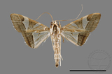 ǦW:Glyphodes itysalis