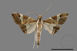 ǦW:Glyphodes itysalis