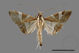 ǦW:Glyphodes itysalis