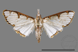 ǦW:Cirrhochrista spinuella